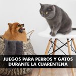 Juegos para perros y gatos durante la cuarentena