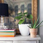 Cuales son las mejores plantas para tu departamento - Procity