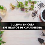 Cultivo en casa en tiempos de cuarentena